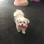 Dutchess Animal Clinic