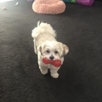 Dutchess Animal Clinic ico