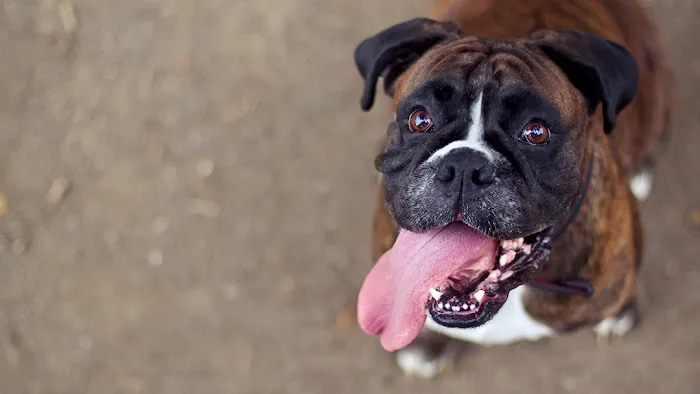 Dutchess Animal Clinic Picture 8