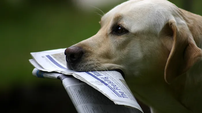 Dutchess Animal Clinic Picture 6