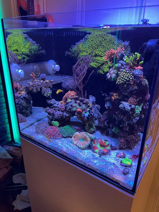 Ozark Aquarium Design Picture 10