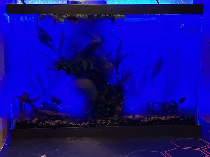 Ozark Aquarium Design Picture 6