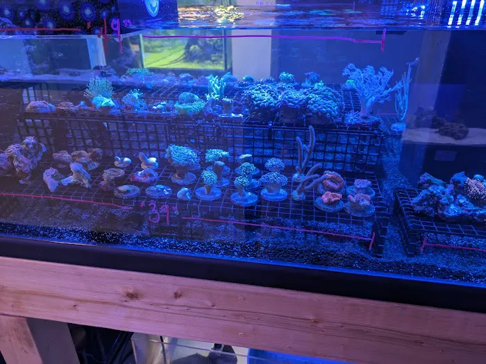 Ozark Aquarium Design Picture 9