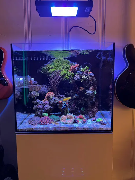 Ozark Aquarium Design Picture 7