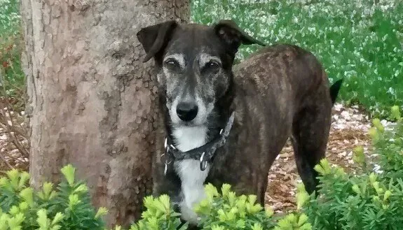 Otterkill Animal Hospital Picture 2