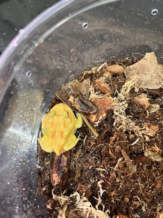 Frog Family Reptile Shop Picture 7