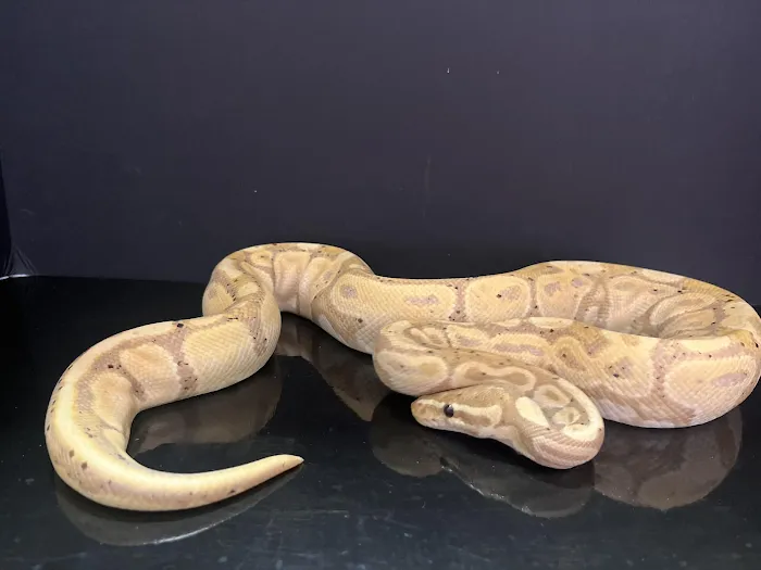 Frog Family Reptile Shop Picture 9