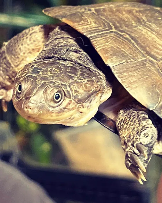 Frog Family Reptile Shop Picture 10