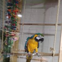 Frog Family Reptile Shop ico