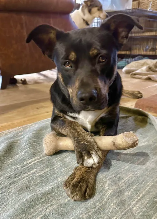 Montgomery Veterinary Hospital Picture 4