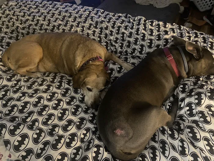 Montgomery Veterinary Hospital Picture 1