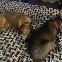 Montgomery Veterinary Hospital ico