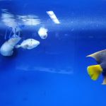 Aquarium Shoppe