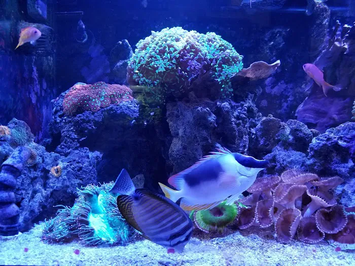 Aquarium Shoppe Picture 5