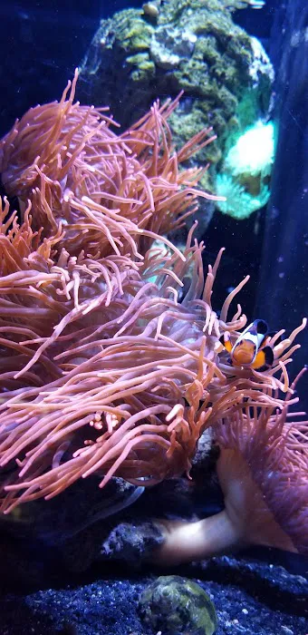 Aquarium Shoppe Picture 6