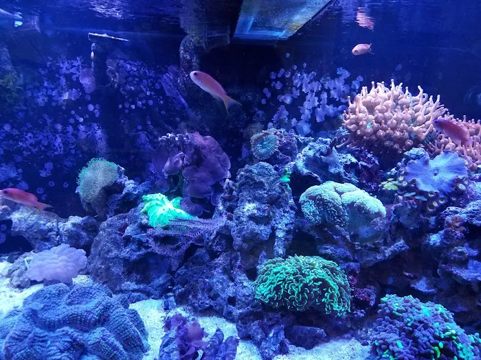 Aquarium Shoppe Picture 9