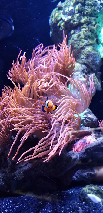 Aquarium Shoppe Picture 7