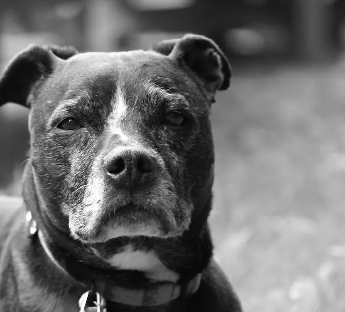 Walden Animal Clinic Picture 1