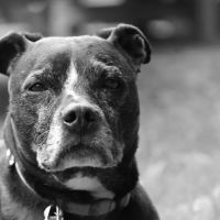 Walden Animal Clinic ico