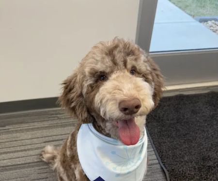 Petco