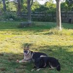Hamptonburgh Animal Hospital