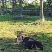 Hamptonburgh Animal Hospital ico