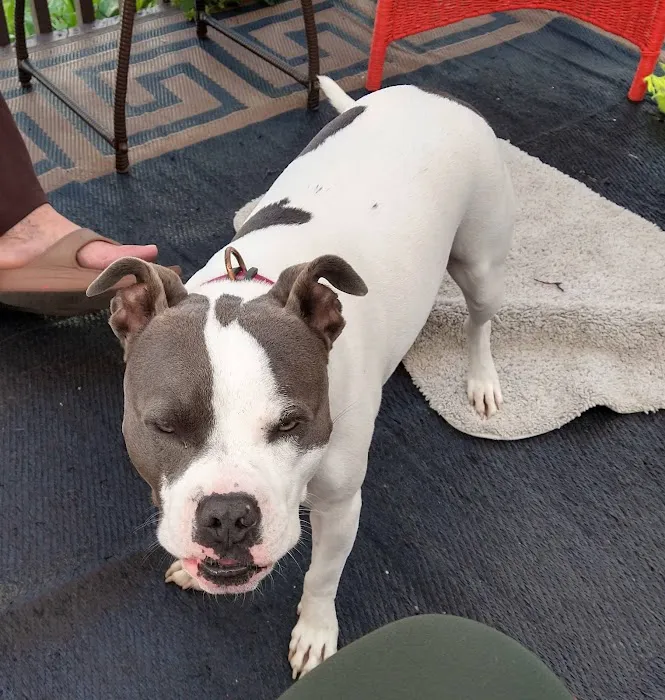 Hamptonburgh Animal Hospital Picture 4