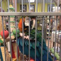 Just For Parrots ico