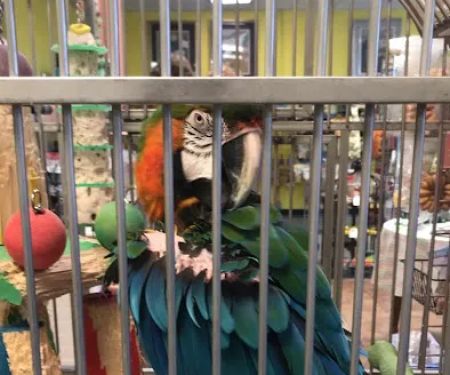 Just For Parrots