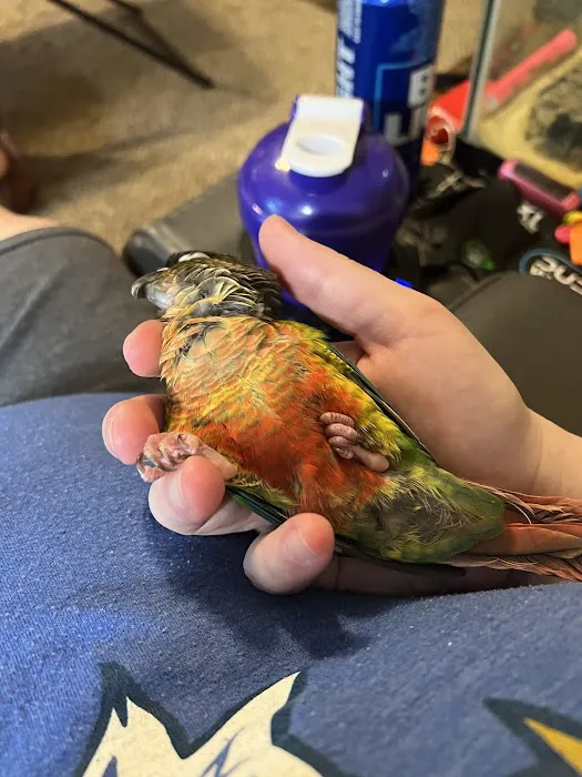 Just For Parrots Picture 3