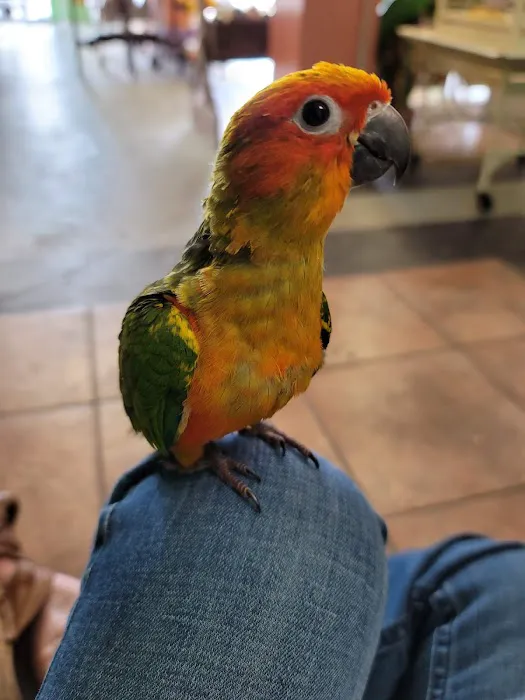 Just For Parrots Picture 4