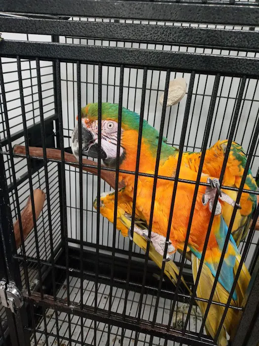 Just For Parrots Picture 10