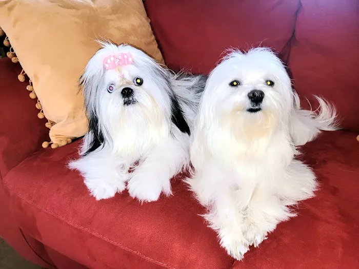 Earth Angels Veterinary Hospital Picture 7