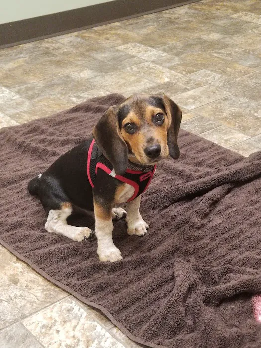 Earth Angels Veterinary Hospital Picture 8