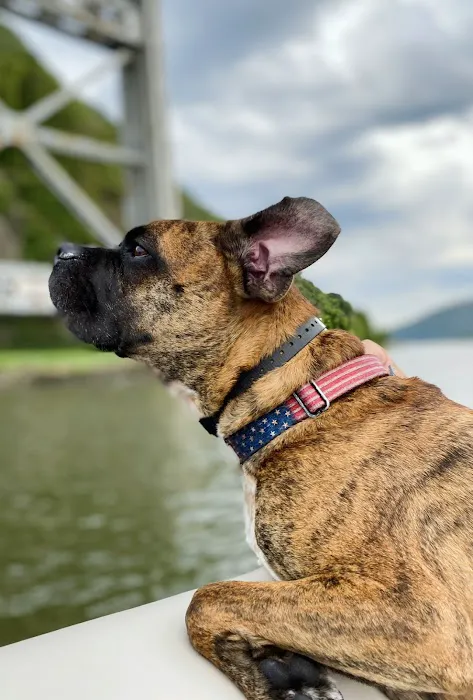 Earth Angels Veterinary Hospital Picture 4