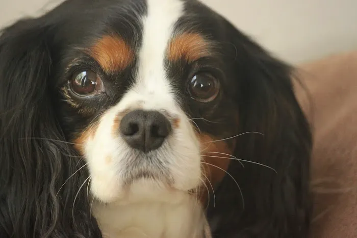 Earth Angels Veterinary Hospital Picture 9