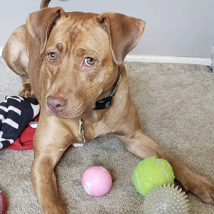 Earth Angels Veterinary Hospital Picture 6