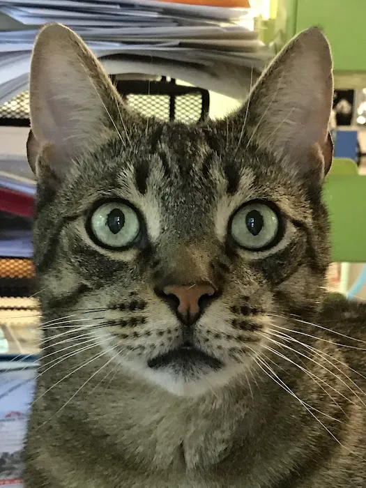 Airport Veterinary Center Picture 2