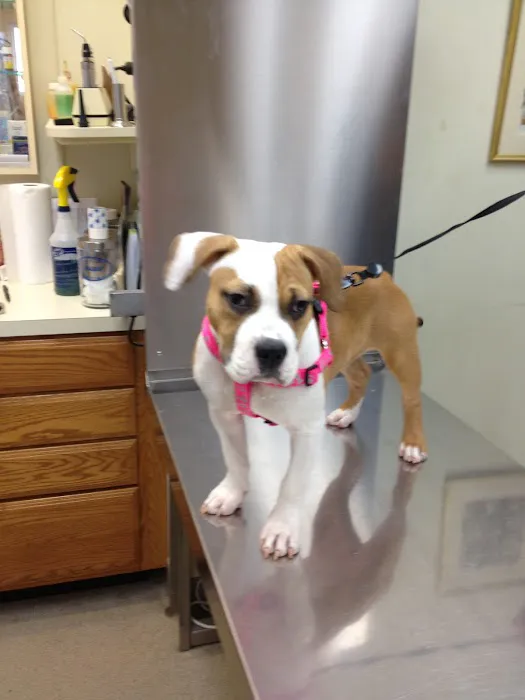 Airport Veterinary Center Picture 6