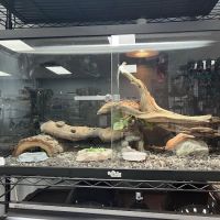 Show Me Reptile Shop (Springfield) ico