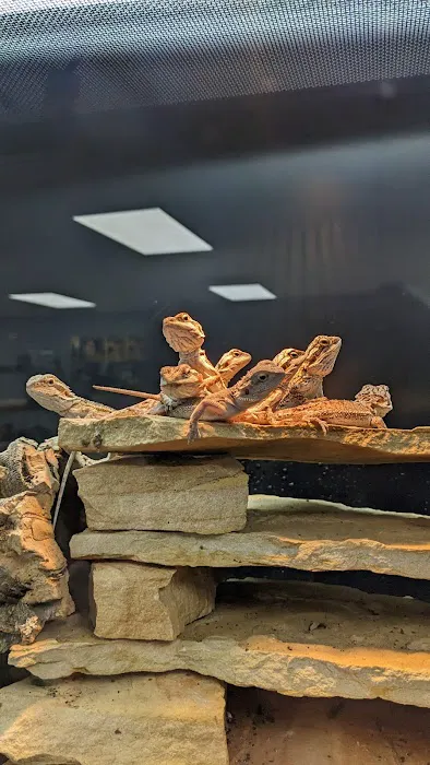 Show Me Reptile Shop (Springfield) Picture 8