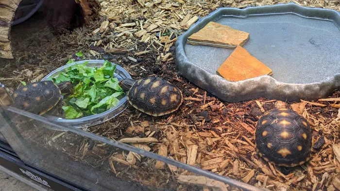 Show Me Reptile Shop (Springfield) Picture 4