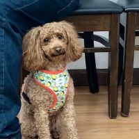 Catskill Veterinary Services, PLLC ico