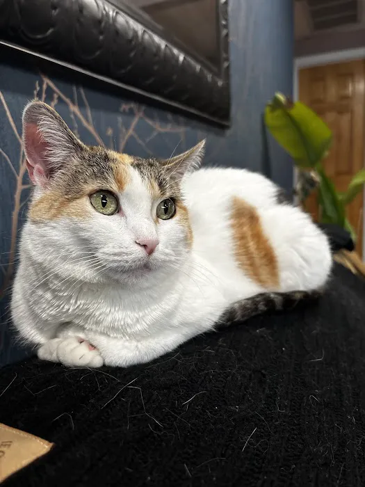 Catskill Veterinary Services, PLLC Picture 10