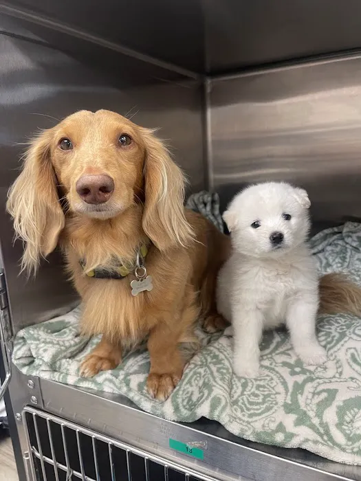 Catskill Veterinary Services, PLLC Picture 7