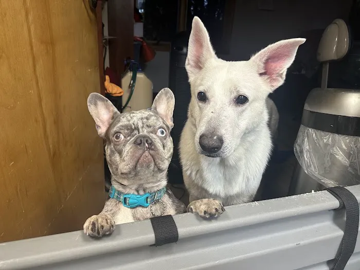 Catskill Veterinary Services, PLLC Picture 8