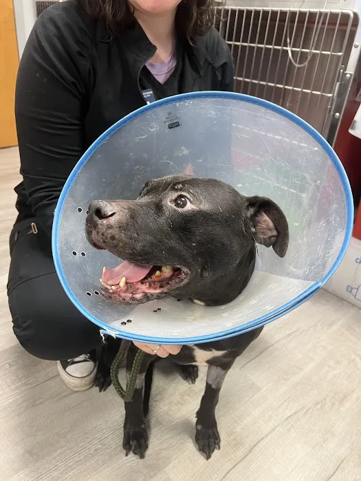 Catskill Veterinary Services, PLLC Picture 5