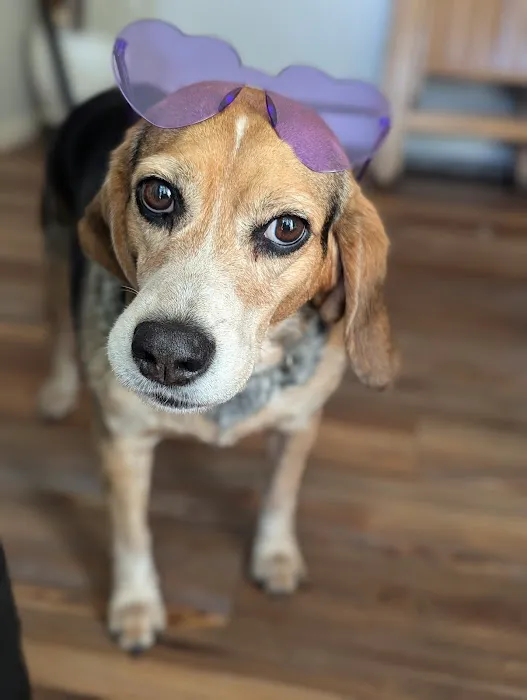 Catskill Veterinary Services, PLLC Picture 6