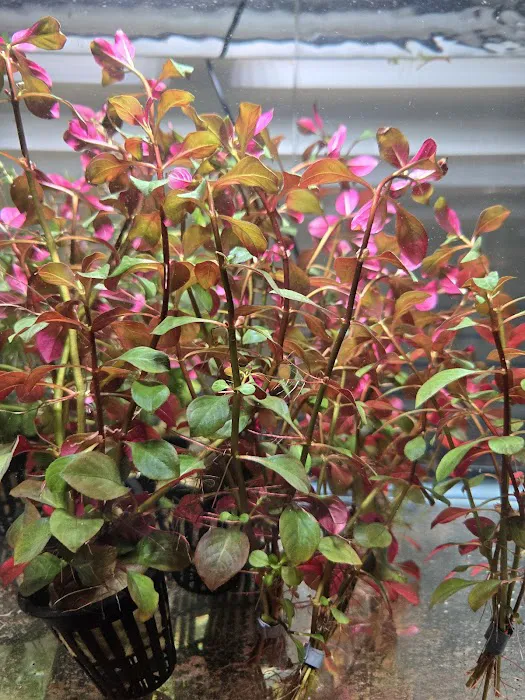 AquaPlants Plus Picture 7