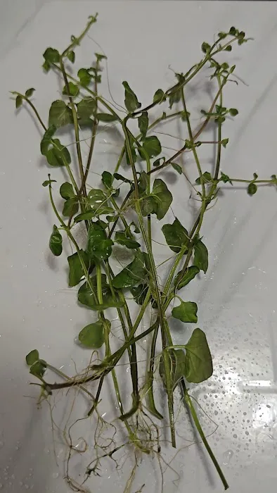 AquaPlants Plus Picture 3